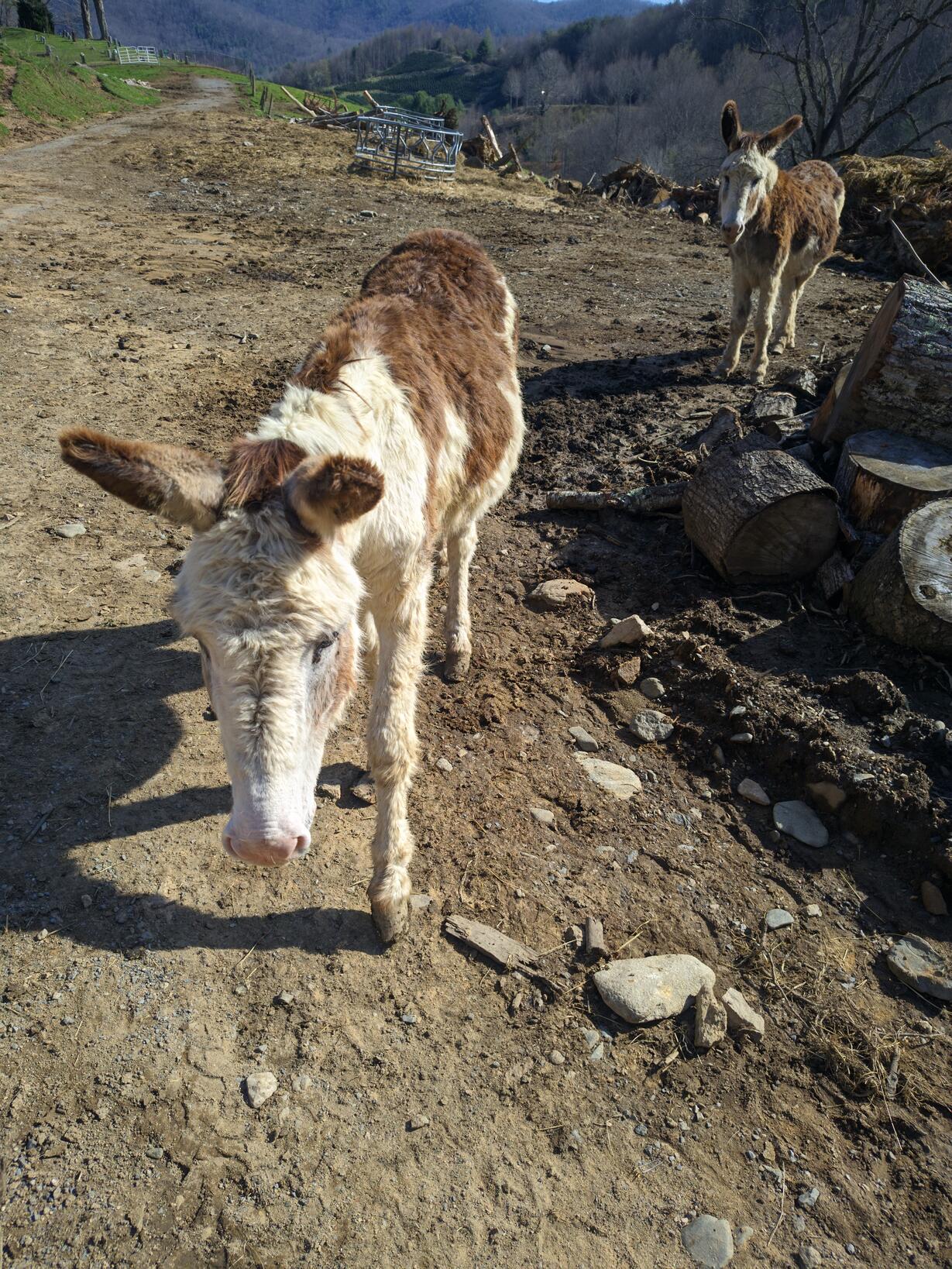 A couple donkeys standing guard