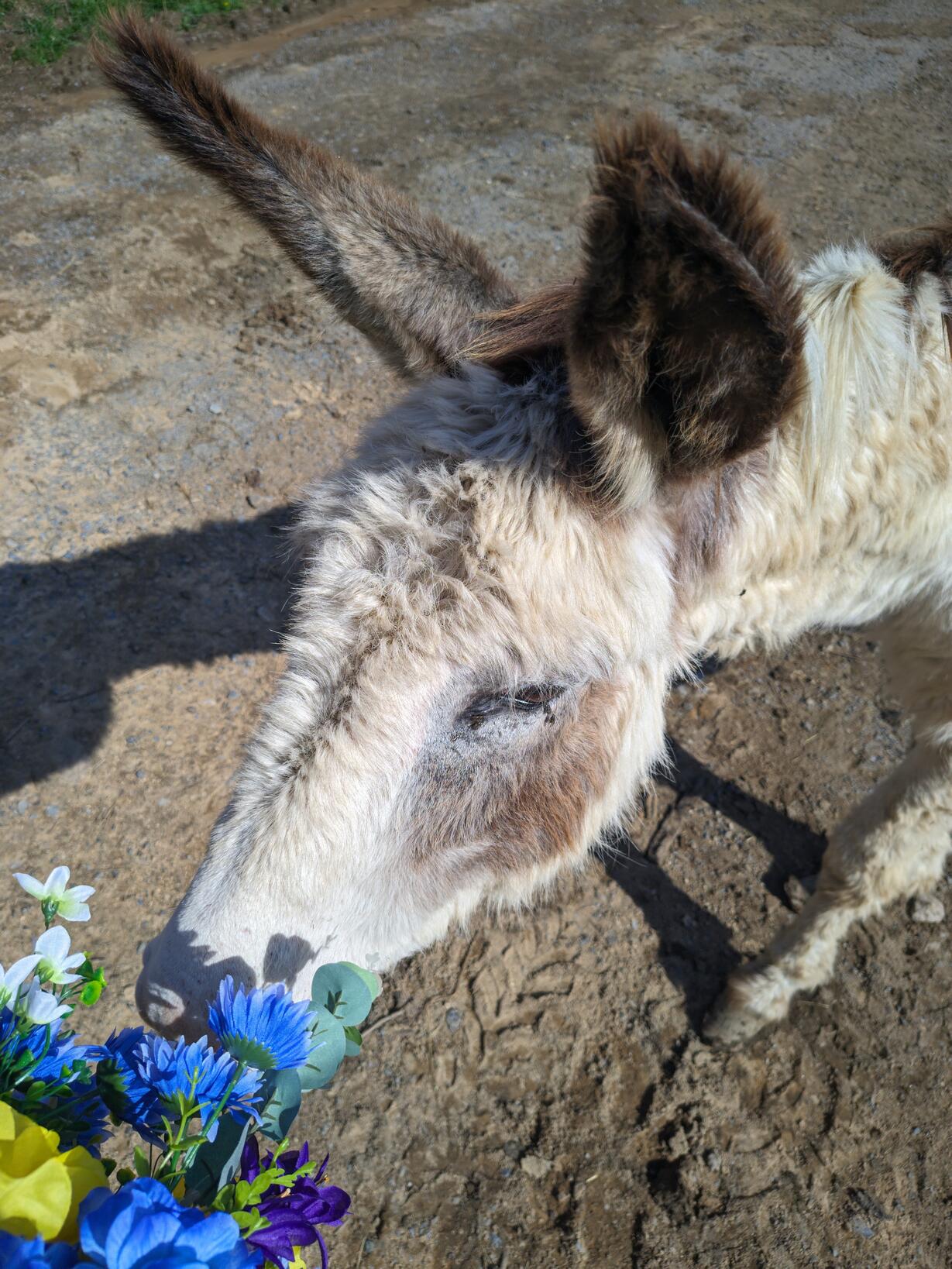 Letting a donkey sniff a bouquet of fake blue flowers